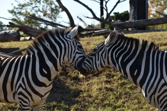 Kasino Sticky Wilds Tuki